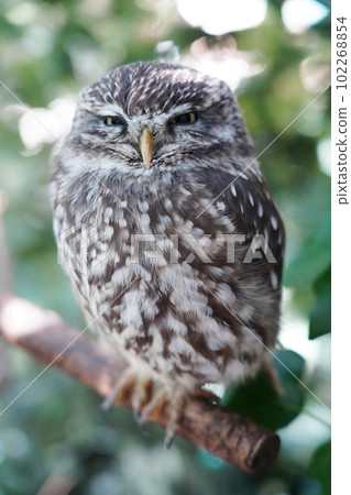 Coquinmehu owl Coquinmehu owl 102268854