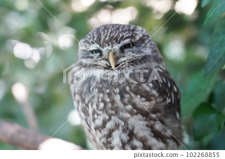 Coquinmehu owl 102268855