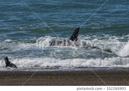 Killer whale hunting sea lions,Peninsula Valdes, 102268903