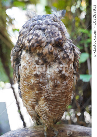 孟加拉Eagleworm 孟加拉Eagleworm 102268912