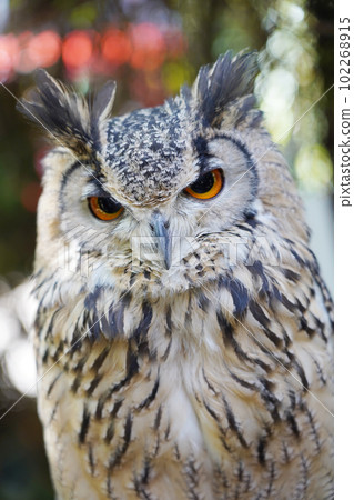 Bengal Eagleworm 102268915