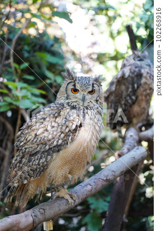 Bengal Eagleworm 102268916