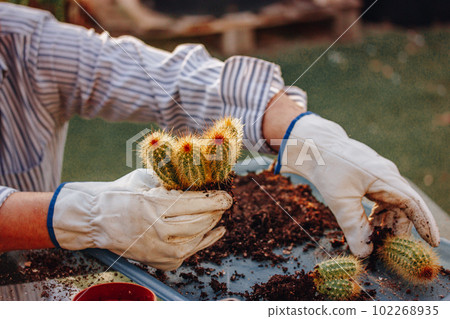 Gardener in white glows working in garden greenhouse replanting Pilosocereus pachycladus cacti. Brown green cactuses. Cultivation, horticulture, floriculture concept. Small ecological flower business. 102268935