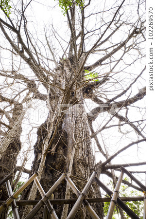 東京王子神社的銀杏葉 102269570