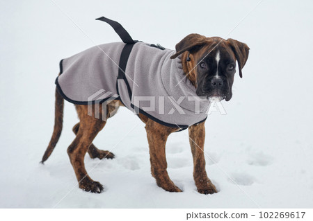 freezing young tiger-colored puppy wrapped in a blanket. winter scene on the street freezing young tiger-colored puppy wrapped in a blanket. winter scene on the street 102269617