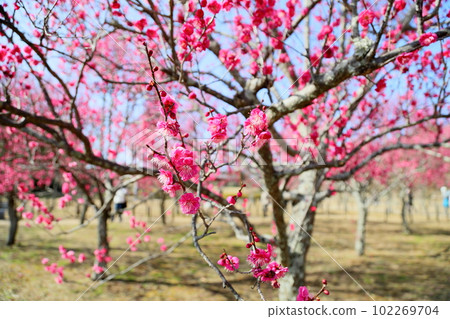 花紅色花 花紅色花 102269704