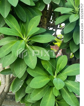 Close up of oleander spurge plant  102269757
