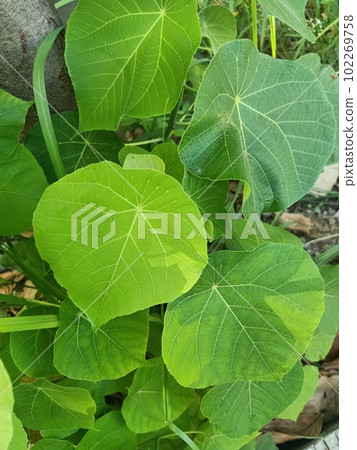 Close up of parasol leaf tree plant  102269758