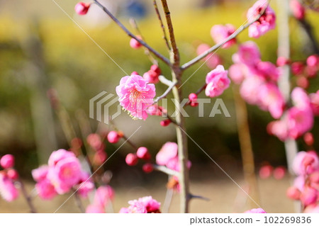 Pink plum blossoms Pink plum blossoms 102269836