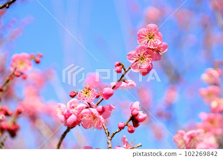 Pink plum blossoms 102269842