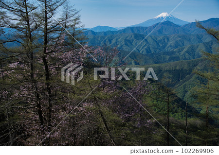 從雲取山的石嶺橫斷面看到的富士山 從雲取山的石嶺橫斷面看到的富士山 102269906