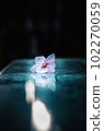 單株櫻花。 102270059