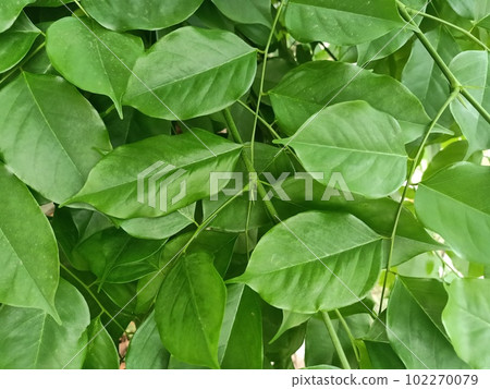 Close up of burmese rosewood plant Close up of burmese rosewood plant 102270079