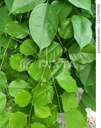 Close up of burmese rosewood plant Close up of burmese rosewood plant 102270080