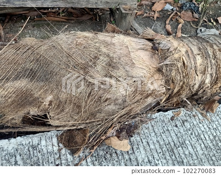 Dead coconut tree trunk on the ground  102270083