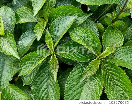 Close up of blue-sage plant  102270085