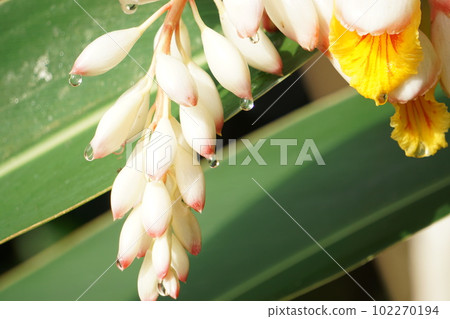 晨露滴落花苞 102270194