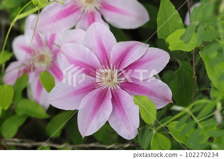 Close-up of clematis flowers Close-up of clematis flowers 102270234
