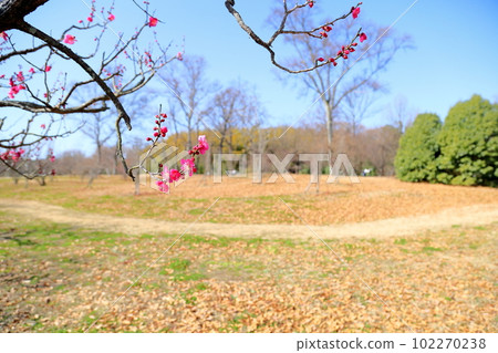 花紅色花 102270238