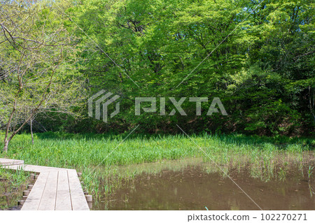 清新的綠色風景 自然觀察長廊 北本自然公園 埼玉縣北本市 清新的綠色風景 自然觀察長廊 北本自然公園 埼玉縣北本市 102270271