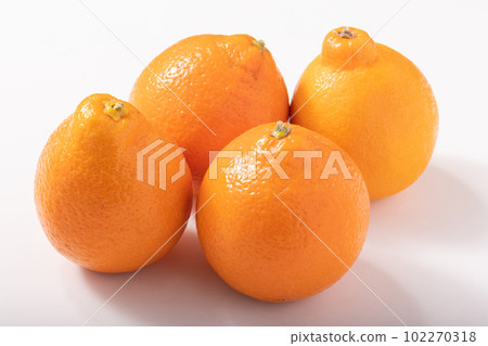 Mineola Orange Mineola Orange 102270318