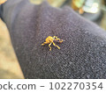 Weevils on clothes 102270354