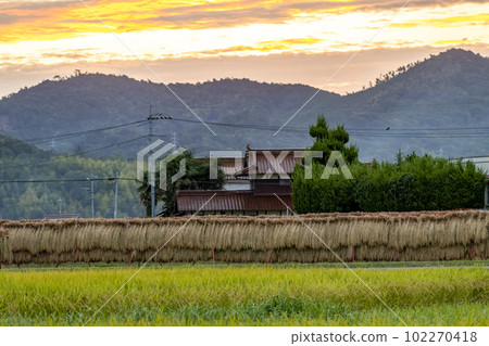 田園秋景 收穫前的稻田排滿了稻架 102270418