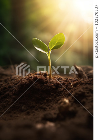 發芽幼樹朝日希望生態農業 發芽幼樹朝日希望生態農業 102270537