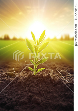 sprout young tree asahi hope ecology agriculture sprout young tree asahi hope ecology agriculture 102270539