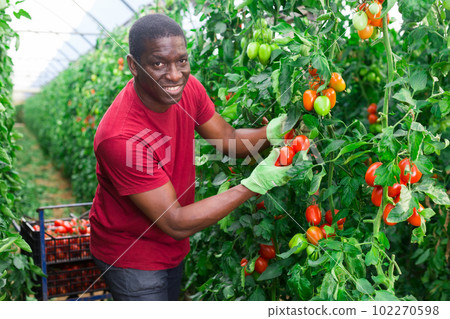 Positive african american man harvesting ripe red tomatoes Positive african american man harvesting ripe red tomatoes 102270598