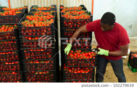 Man working at vegetable warehouse with tomatoes Man working at vegetable warehouse with tomatoes 102270639