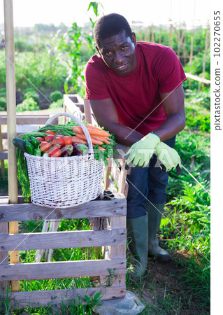 Portrait of smiling afro american farmer with basket of ripe vegetables in garden Portrait of smiling afro american farmer with basket of ripe vegetables in garden 102270655
