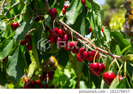 Cherries on trees Cherries on trees 102270657