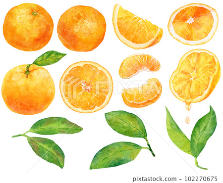 橘子（橘子）水彩畫的插圖素材集橙色水果和葉子，切好的橘子集 102270675