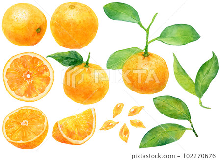 用水彩瓦倫西亞橙和臍橙套裝繪製的橙子插圖素材集 102270676