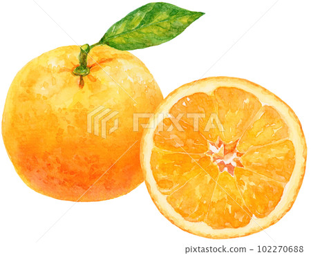 Orange (mandarin orange) watercolor illustration Hazuki orange and sliced orange Orange (mandarin orange) watercolor illustration Hazuki orange and sliced orange 102270688