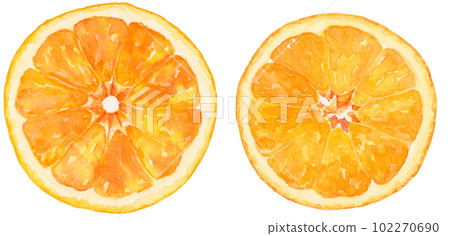 橙色（橘子）切片的橫截面水彩插圖 102270690