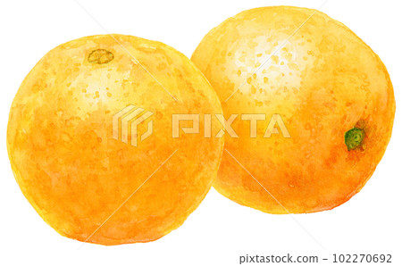 橘子 2 臍橙的水彩插圖 橘子 2 臍橙的水彩插圖 102270692