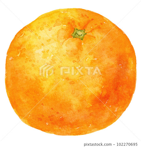 水彩畫的橘子（橙色）的插圖 102270695