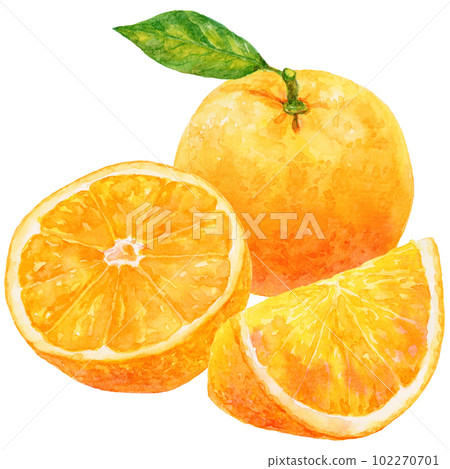 切好的橙子和帶葉子的橙子的水彩插圖 102270701
