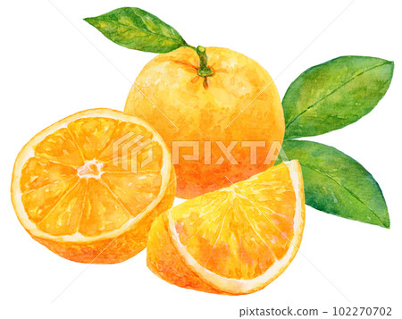 橙子和橙子的水彩插圖，背景是橙色的葉子 102270702