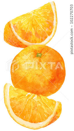 Watercolor illustration of orange vertically arranged cut orange and fruit 102270703