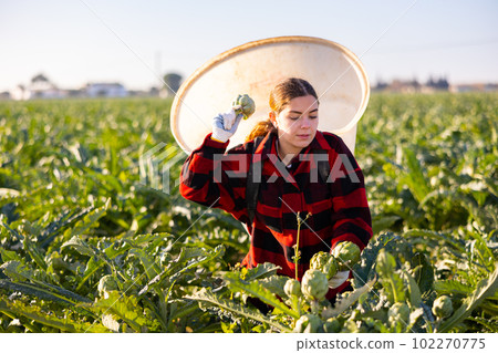 Young woman farmer harvests artichokes 102270775