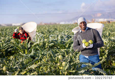 Man gardener with artichokes standing on plantation 102270787