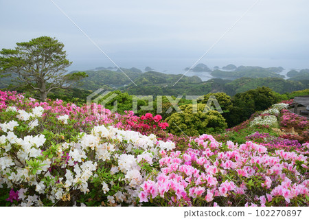 Azalea blooming landscape 102270897