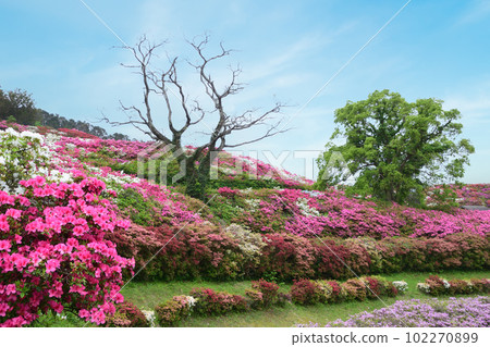 杜鵑花盛開的風景 杜鵑花盛開的風景 102270899