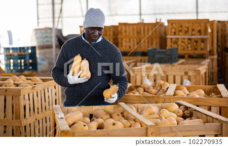 Farmer sorting fresh pumpkins in crates Farmer sorting fresh pumpkins in crates 102270935