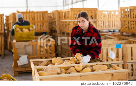 Focused young woman farmer puts collected pumpkins in a crate 102270943