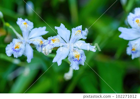 一朵靜靜地開花的chaga花 102271012