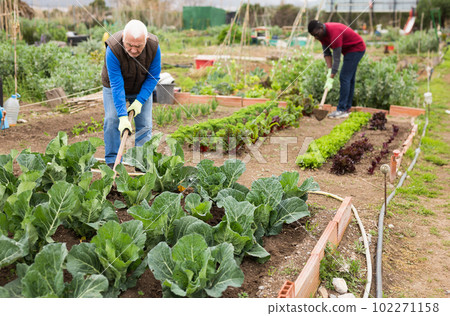 Senior man horticulturist with mattock working with cabbage Senior man horticulturist with mattock working with cabbage 102271158